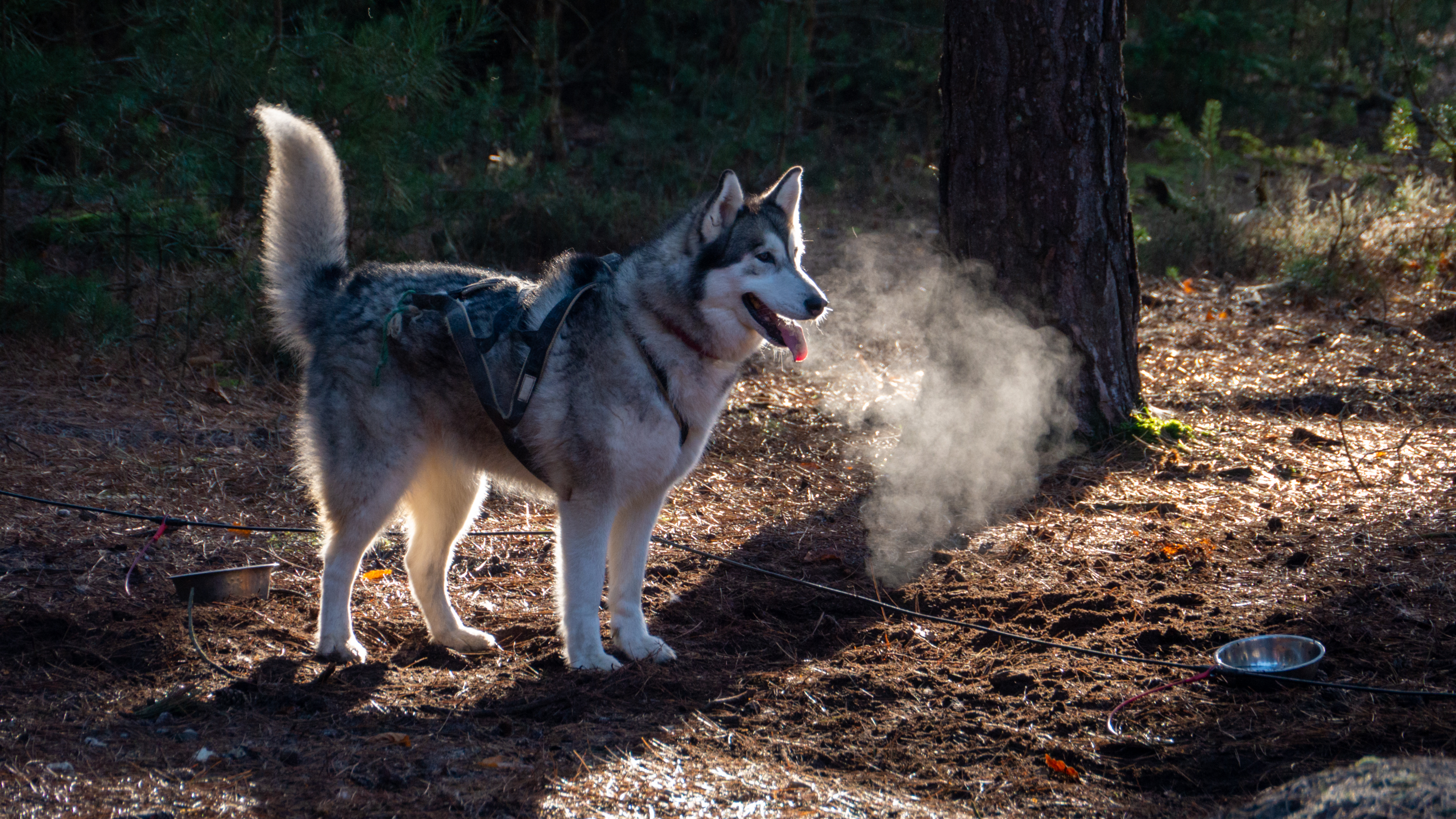 Un husky, avec son souffle visible dans le froid