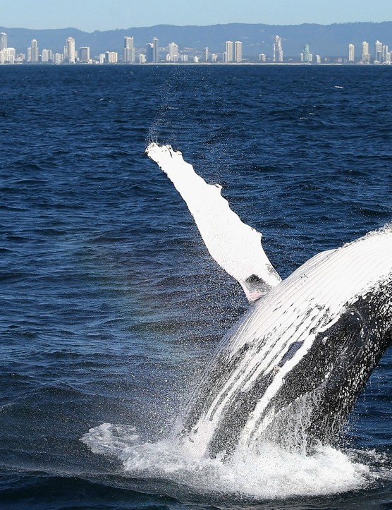 Baleines : pas beaucoup dans le Tennessee, mais si vous en voyez une et que vous êtes à vélo, c'est un jeu équitable