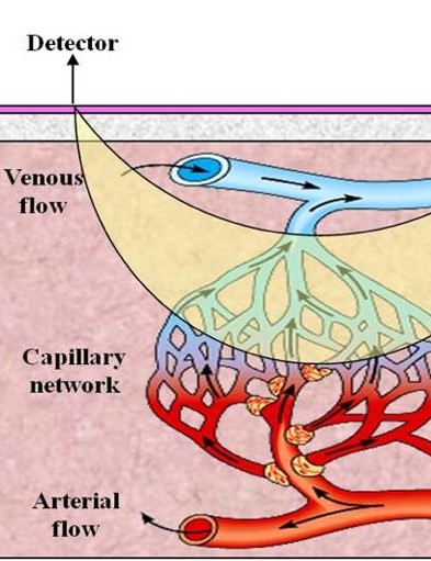 Cette mesure de la lumière est la façon dont BSX mesure SMO2 et établit une corrélation avec les niveaux de lactate sanguin