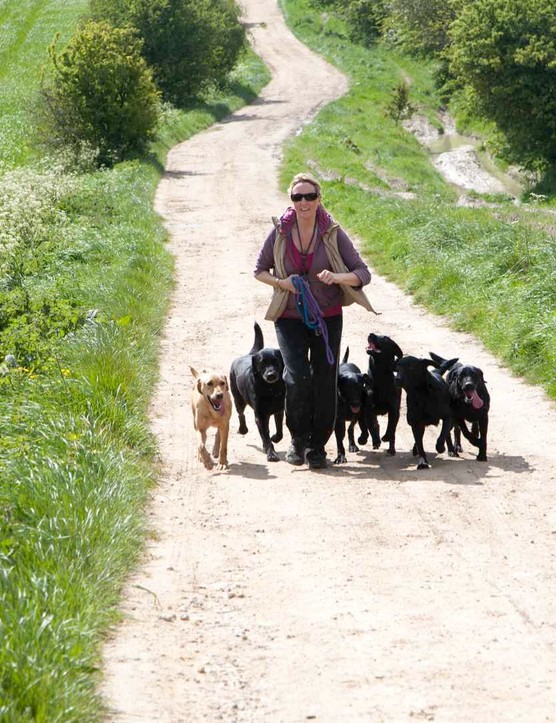 Plusieurs chiens sans laisse – mieux vaut ralentir