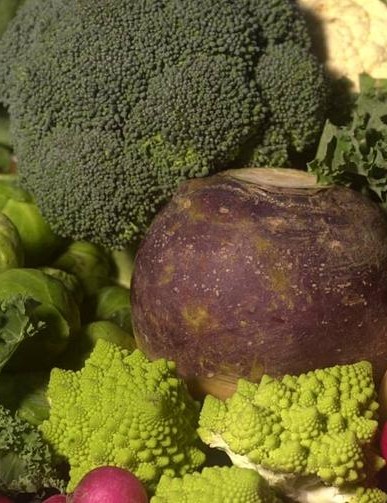 Nigel Mitchell donne à ses cavaliers des jus de légumes le matin comme moyen d'absorber des nutriments sans toute la masse d'aliments solides