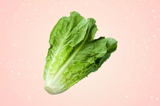 laitue romaine